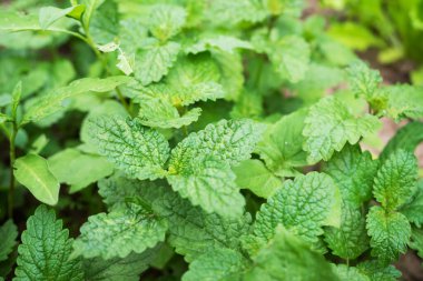 Bahçe yatağında yetişen nane kokulu yeşil çalılar.