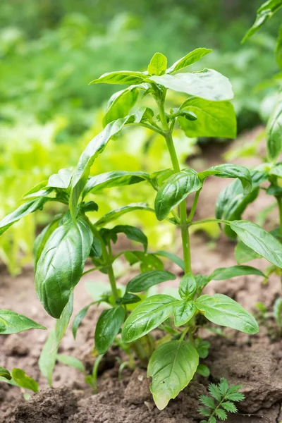 Hojas Albahaca Verde Condimento Fragante Crece Una Cama Jardín — Foto de Stock