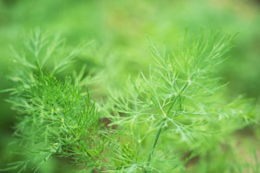 Bahçedeki bir yatakta yetişen rezene kokulu yeşil çalılar. Seçici odak