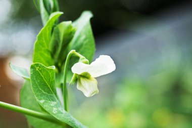 Bahçede büyüyen beyaz bezelye çiçeği. Seçici odak Kopyalama alanı
