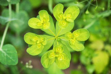 Mutluluk bitkisi yeşili Seçici odak noktasını kapat. Üst görünüm
