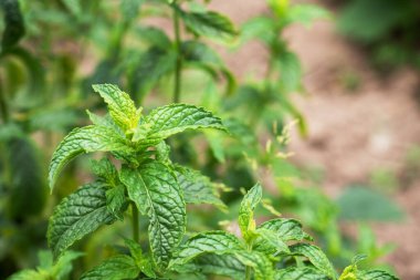 Bahçe yatağında yetişen nane kokulu yeşil çalılar.