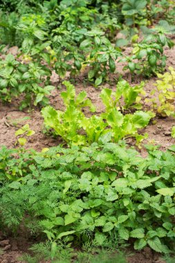 Bahçedeki yatak bahçesinde yeşil çimen aromalı baharatlar yetişir.