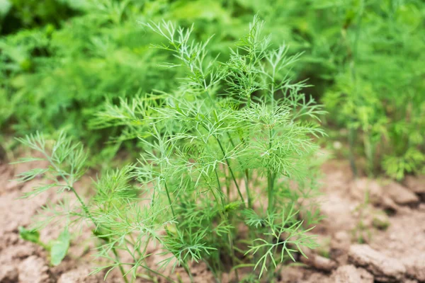 Arbustos Verdes Fragrantes Funcho Que Crescem Uma Cama Jardim Foco — Fotografia de Stock