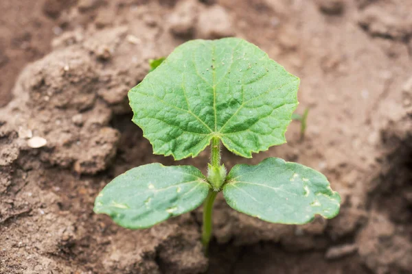 Plántulas Jóvenes Arbustos Calabacín Jardín Cultivar Verduras Jardín — Foto de Stock