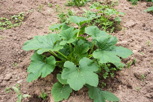 Plántulas Jóvenes Arbustos Calabacín Jardín Cultivar Verduras Jardín — Foto de Stock