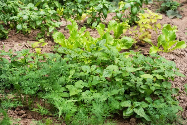 Especias Aromáticas Hierba Verde Crecen Jardín Cama Jardín — Foto de Stock