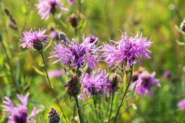 Tarlada yetişen yabani bir çiçek. Centaurea nigra