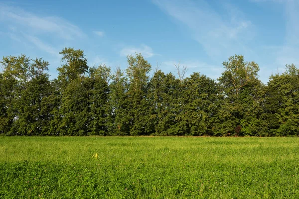 Campo Relva Árvores Paisagem Fora Cidade — Fotografia de Stock