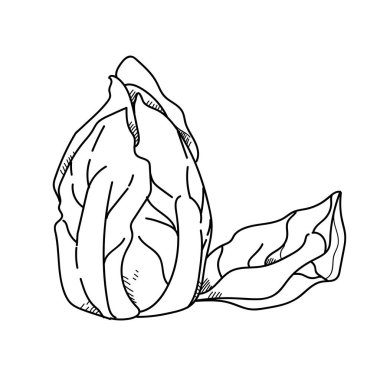 Freehand çizim illüstrasyon sebze Marul.