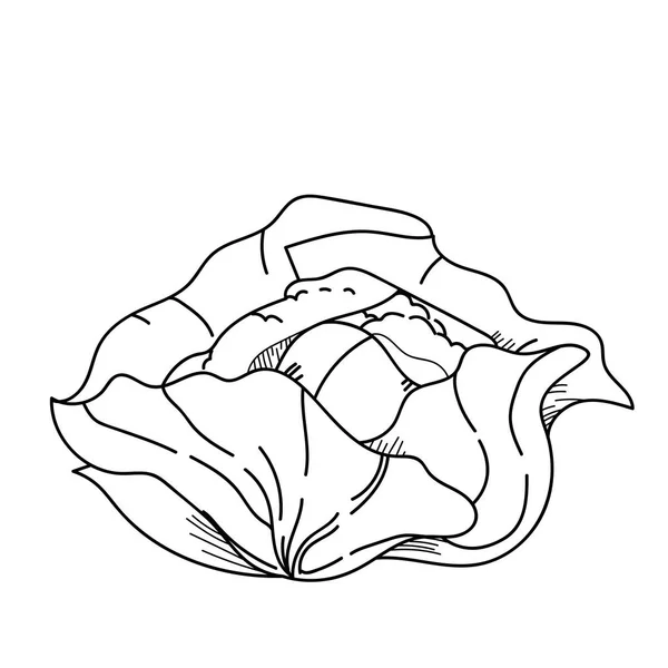 Freehand drawing illustration vegetable Cabbage. — Stock Photo, Image