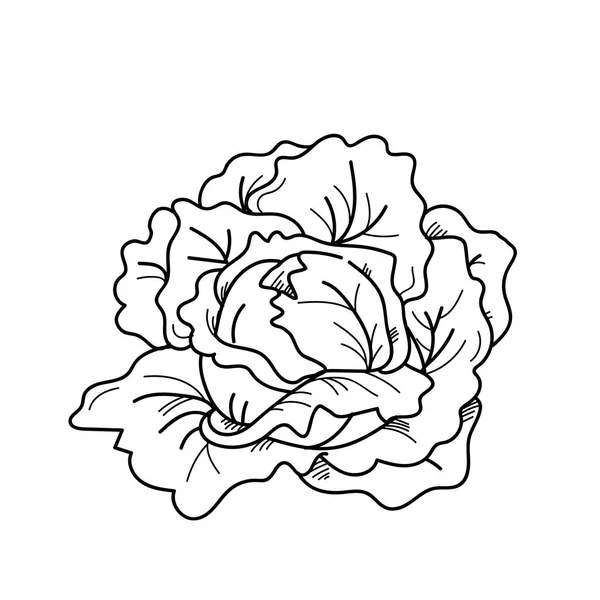 Illustration dessin à main levée légume sur blanc — Photo