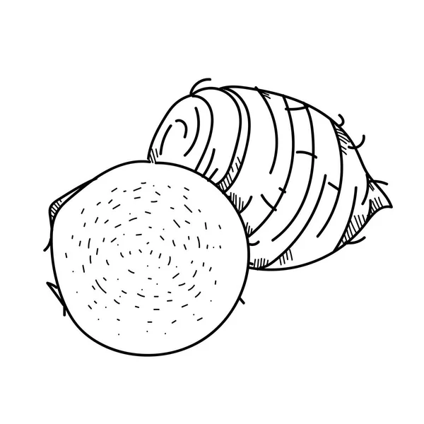 Freihändig Zeichnung Illustration Gemüse Taro. — Stockfoto