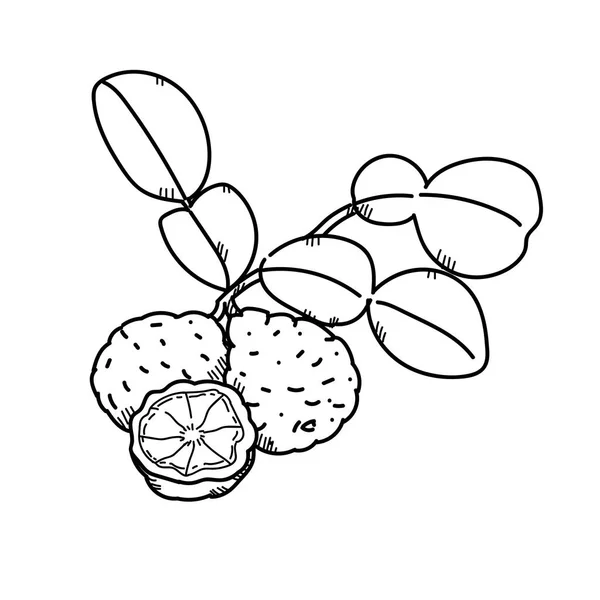 Illustrazione a mano libera Kaffir lime . — Foto Stock