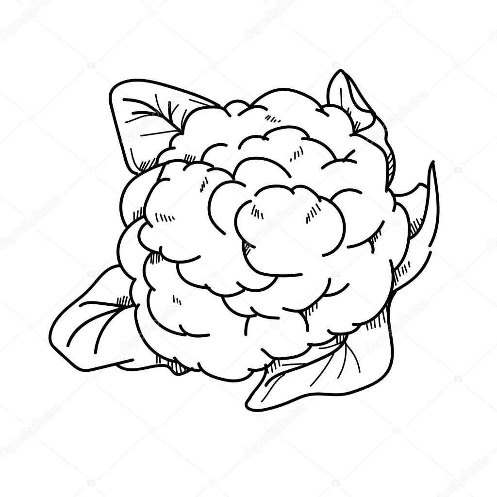 Freehand drawing illustration Cauliflower Stock Photo 