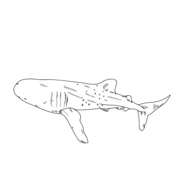 Hayvanlar köpekbalığı balina çizim şekil
