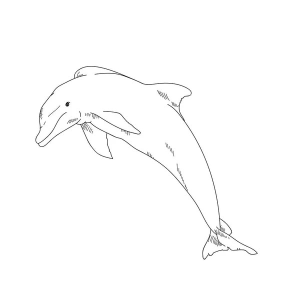 Animaux aquatiques Illustration de dessin de dauphin — Photo