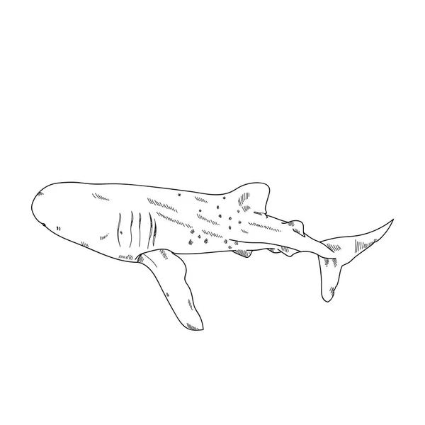 Aquatic Animals Shark Whale Drawing Illustration