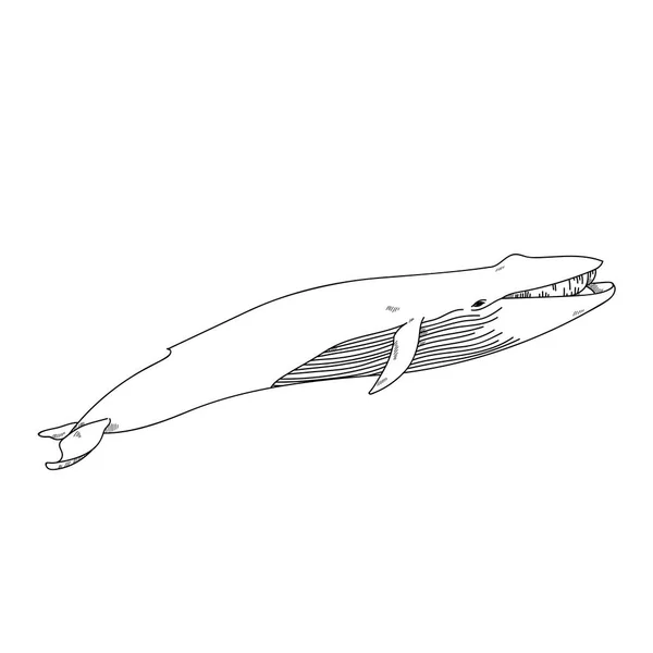 Aquatic Animals Blue Whale Drawing Illustration