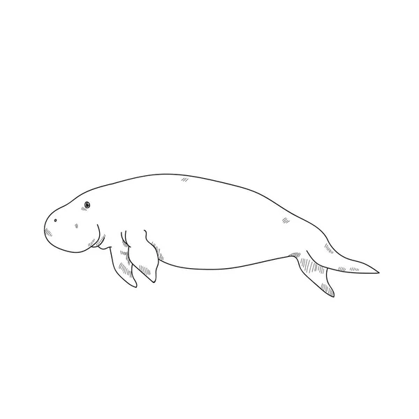 Aquatic Animals Dugong Drawing Illustration