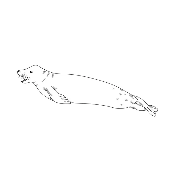 Ilustração de Desenho de Selo de Animais Aquáticos — Fotografia de Stock