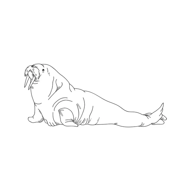 Animais Aquáticos Walrus Desenho Ilustração — Fotografia de Stock