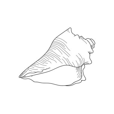 florida deniz kabuğu sketch.hand çizilmiş seashell illüstrasyon mücadele 