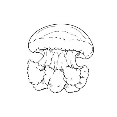 Denizanası oyulmuş çizgi çizilmiş kroki çizimleri el