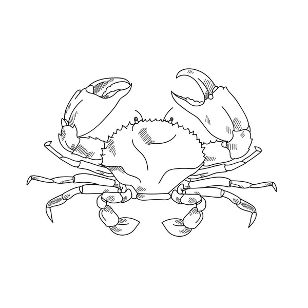 Moře Krabí ručně kreslené skici ilustrace rytá linie — Stock fotografie