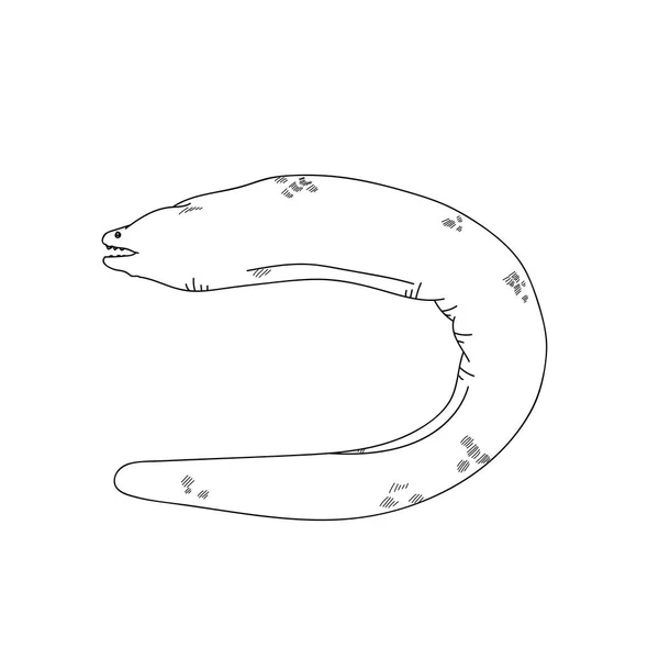 海巨鳗鲡鱼的手绘素描插图刻 — 图库照片