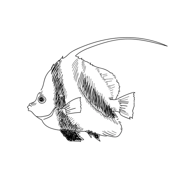 Mořské ryby ručně tažené skica ilustrace rytá linie — Stock fotografie