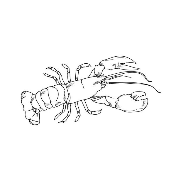 海龙虾手绘素描插图的刻线 — 图库照片