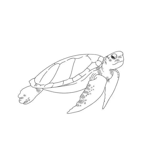 Морська черепаха намальована ескізні ілюстрації гравірованої лінії — стокове фото
