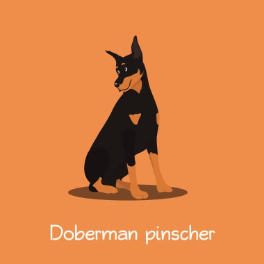 Doberman pinscher köpek illüstrasyon turuncu zemin üzerine