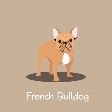 Fransız Bulldog evde beslenen hayvan karikatür çizim tasarım ayakta