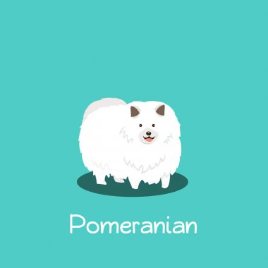 Pomeranian köpek turkuaz arka plan üzerinde gösteren bir örnek