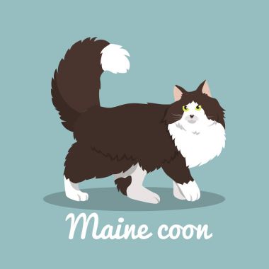 Maine coon şirin kedi illüstrasyon gök mavisi background.vector üzerinde