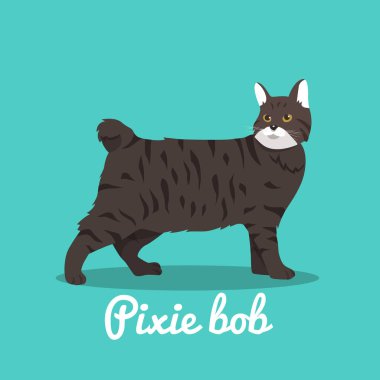 Peri bob şirin kedi illüstrasyon design.vector