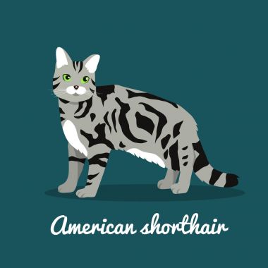 Amerikalı stenografi kedi evde beslenen hayvan illüstrasyon design.vecto duruyor