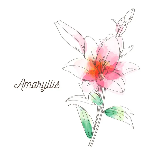 Amaryllis flor pintura no fundo branco —  Vetores de Stock