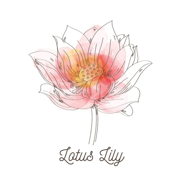 Lotus Lily illustration de fleur sur fond blanc — Image vectorielle