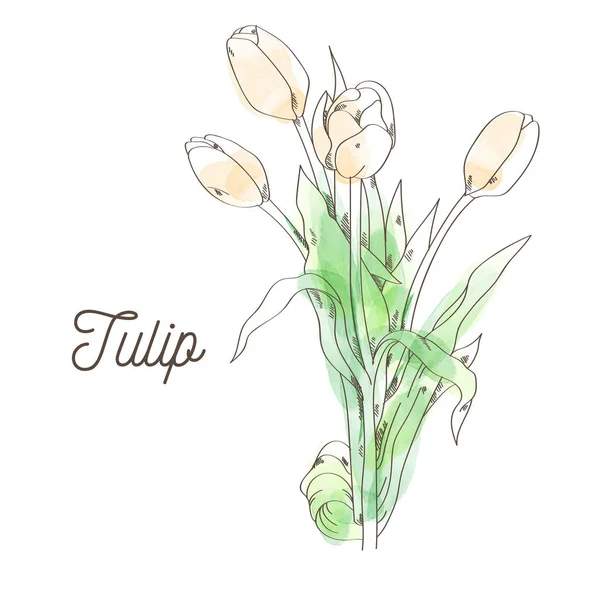 Belle illustration de tulipes sur fond blanc — Image vectorielle