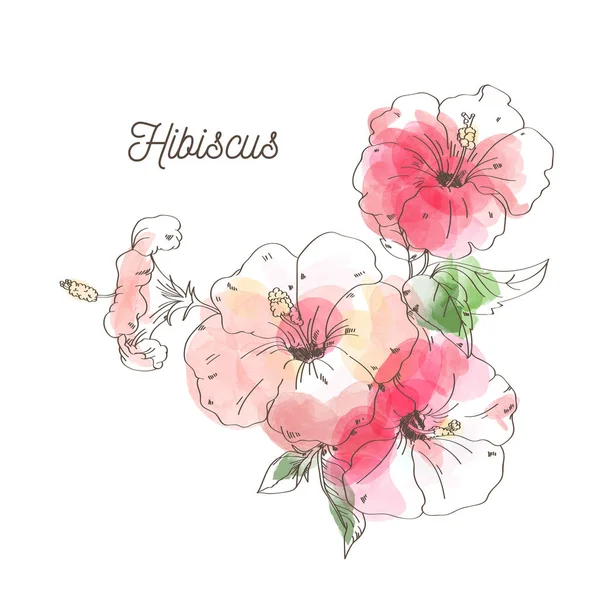 Flor de hibisco de lujo sobre fondo blanco — Archivo Imágenes Vectoriales