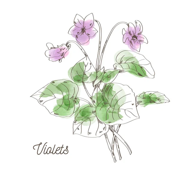 Belles violettes pour bouquet sur fond blanc — Image vectorielle