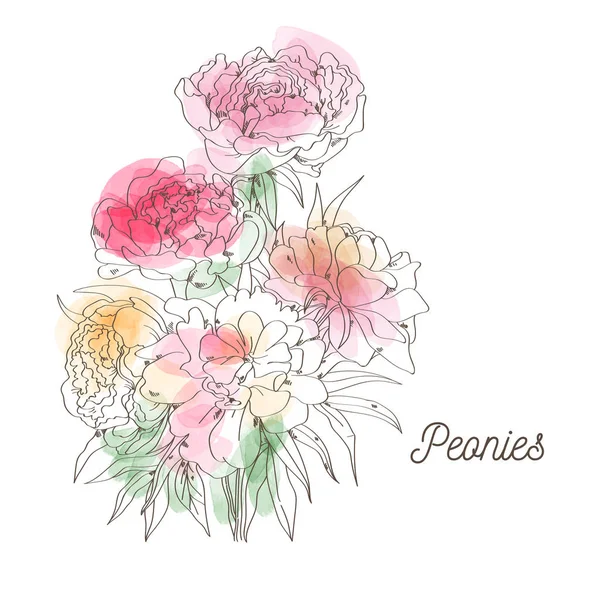 白い背景の赤い peanies 花 — ストックベクタ