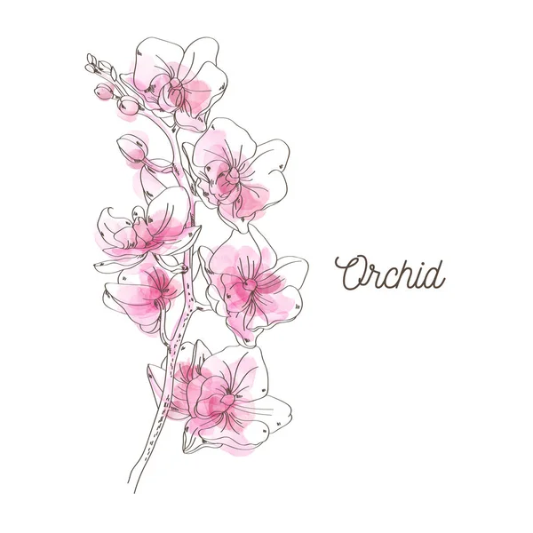 Rosa Orchidee Illustration auf weißem Hintergrund — Stockvektor