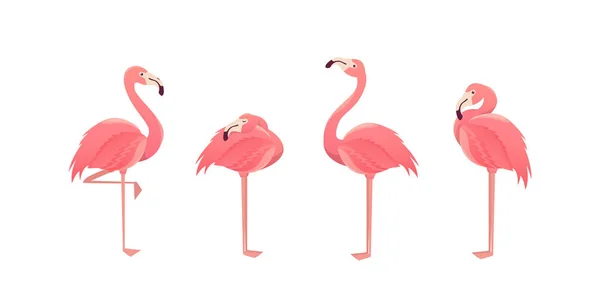 Set of flamingos isolated on white background. illustration. — Stock Vector