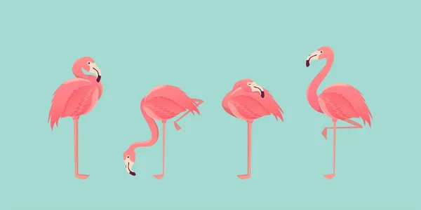 Set of flamingos isolated on background. illustration. — Stock Vector