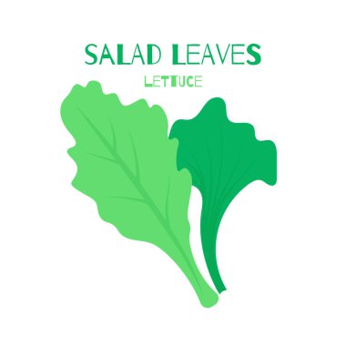 Renkli marulun parlak vektör çizimi. Dergi, kitap, poster, kart, menü kapağı, web sayfaları için kullanılan beyaz arkaplanda izole edilmiş karikatür organik sebze..