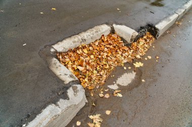 Asfaltta sarı yapraklar